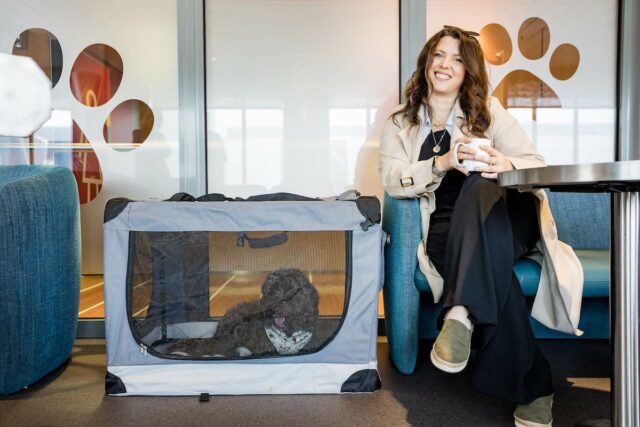 Irish sales ferries pets