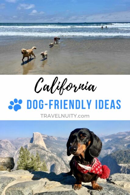 California Dog-Friendly Ideas Pin