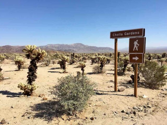 Cholla Gardens