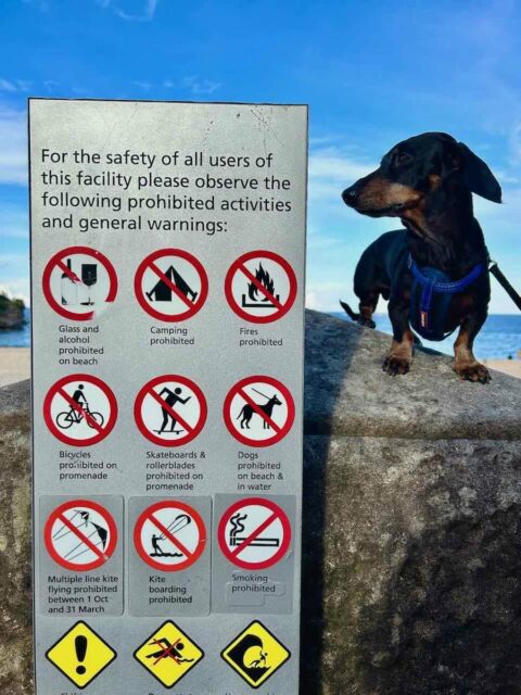 Coogee Beach No Dogs Sign