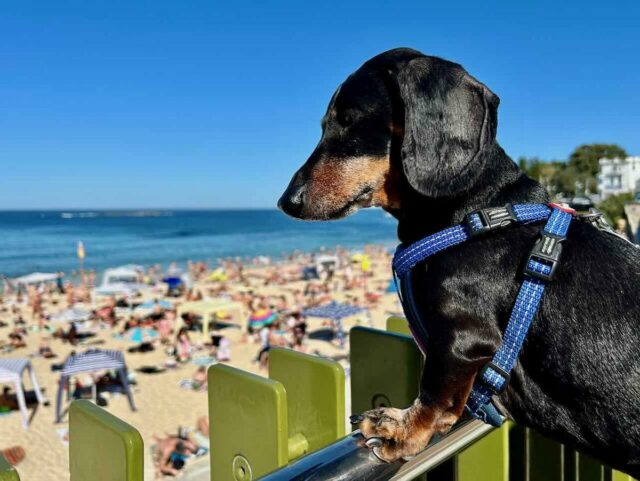 Coogee Beach with Dog