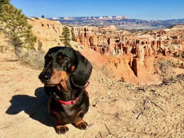 Dog-Friendly Bryce Canyon