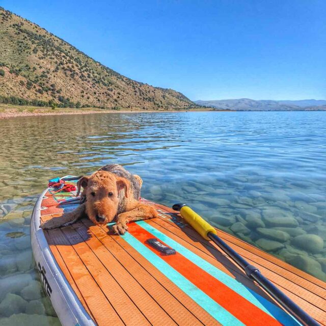Dog at Bear Lake Utah