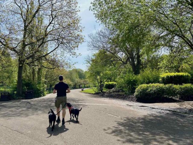 Dogs in Sefton Park