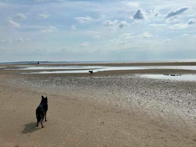 Dogs on Crosby Beach