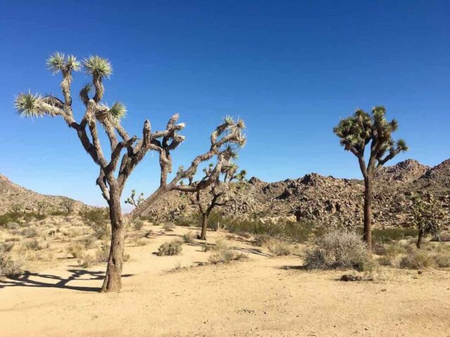 Joshua Tree Landscape