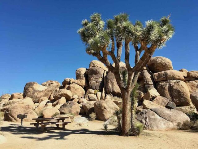 Joshua Tree Picnic Area