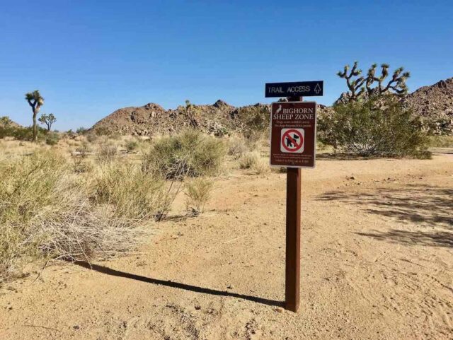 No Dog Sign Joshua Tree NP