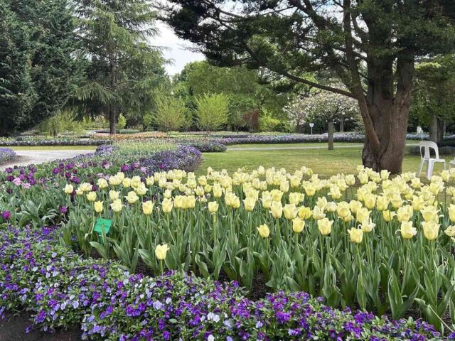 Tulip Top Gardens