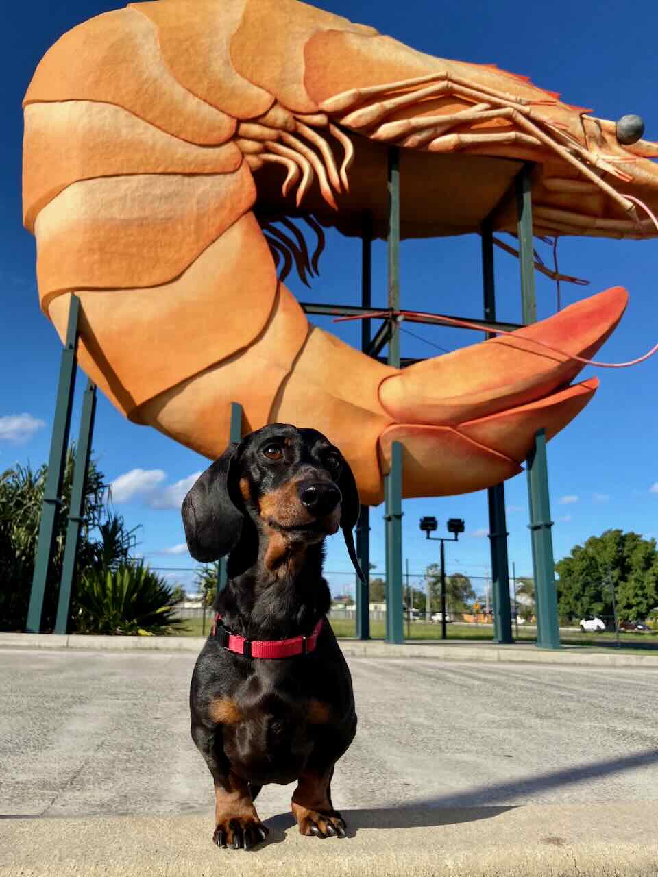 DogFriendly Ballina Visiting Ballina with a Dog Travelnuity