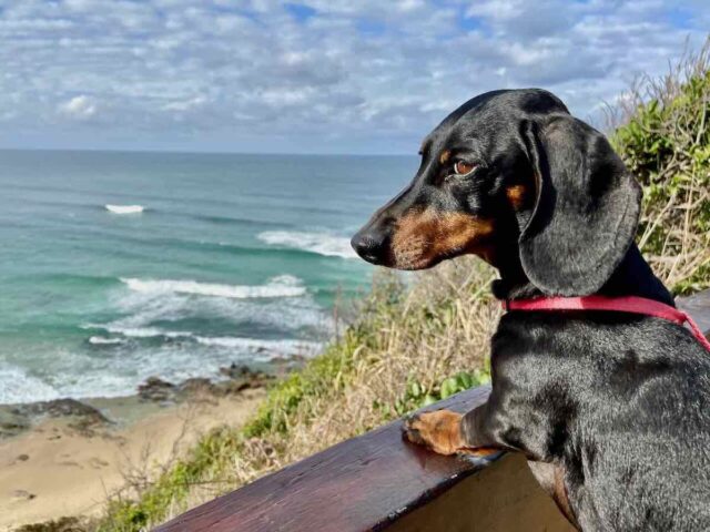 Captain Cook Lookout Nambucca Heads with Dog