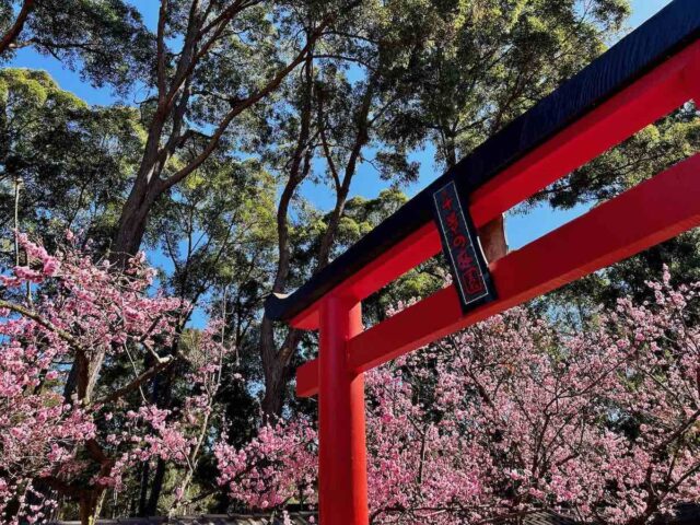 Cherry Blossom Festival Auburn Botanic Gardens