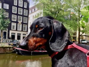 Dog-Friendly Amsterdam