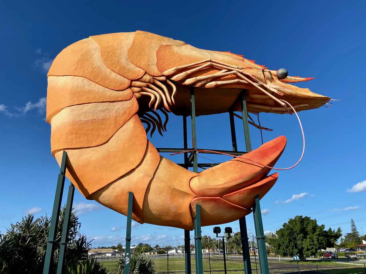 DogFriendly Ballina Visiting Ballina with a Dog Travelnuity