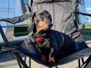 Dog-Friendly Camping WA