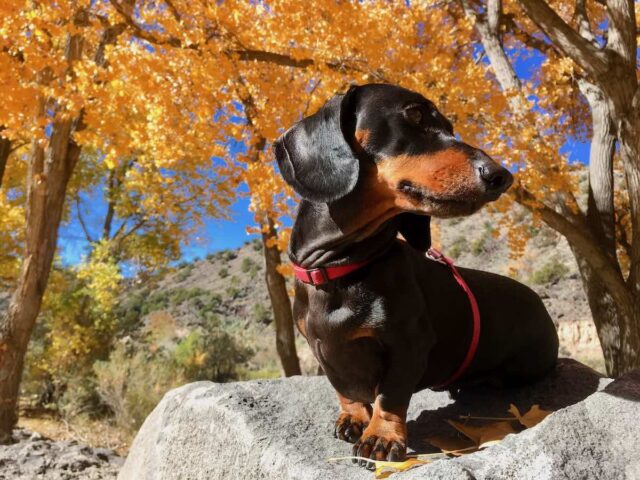 Dog-Friendly New Mexico