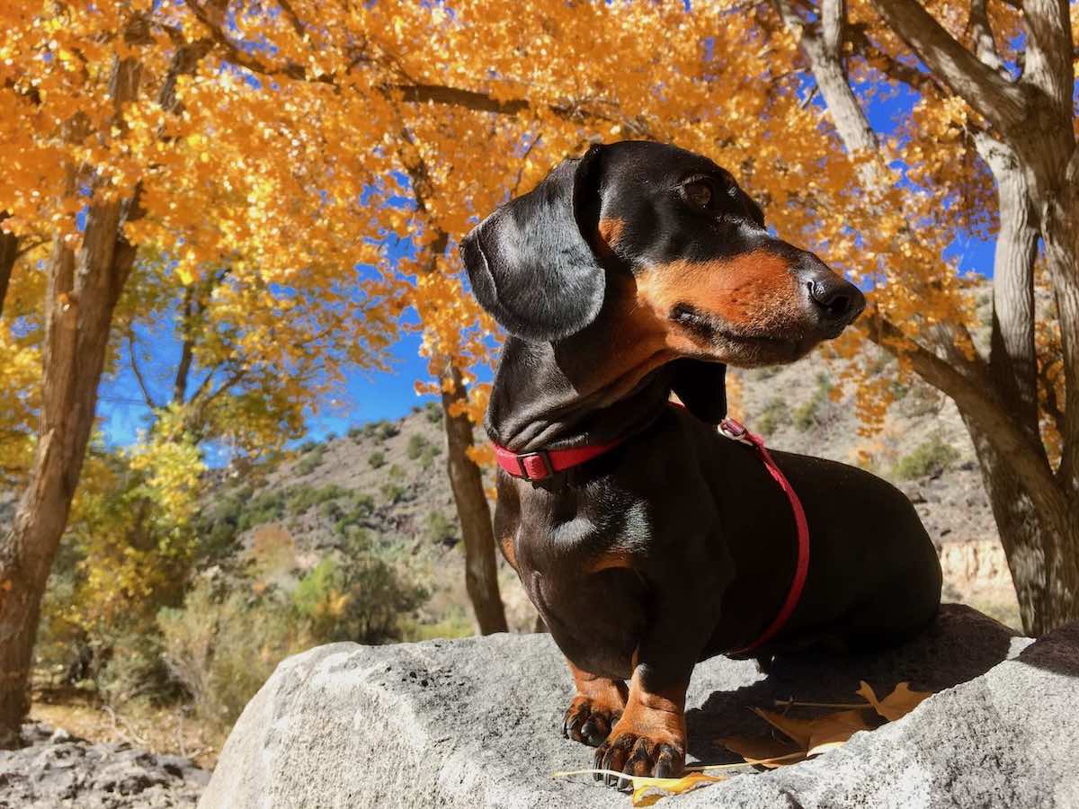 9 Fun DogFriendly Things to Do in New Mexico Travelnuity