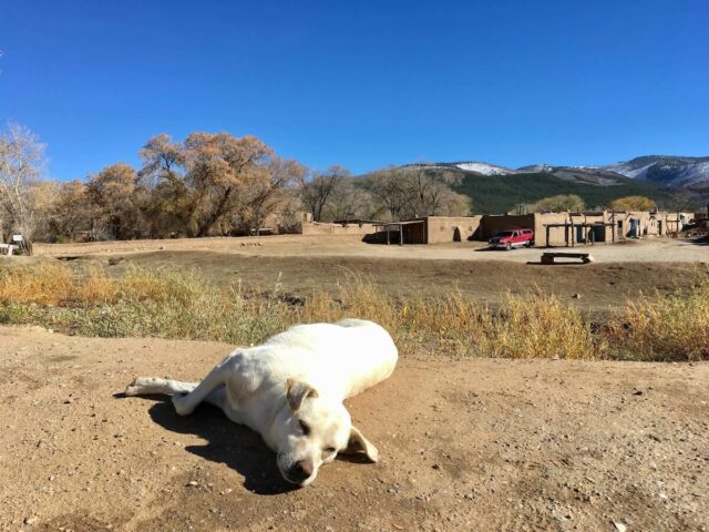 Dog in Taos Pueblo