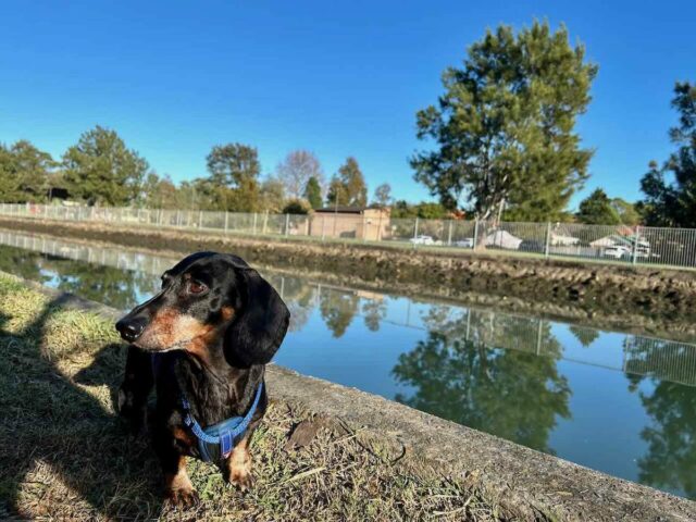 Hawthorne Canal Dog Park with dog