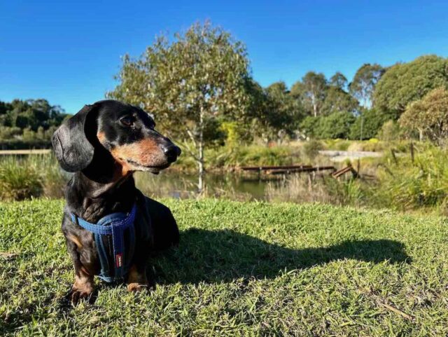 Off-Leash Dog Parks Sydney