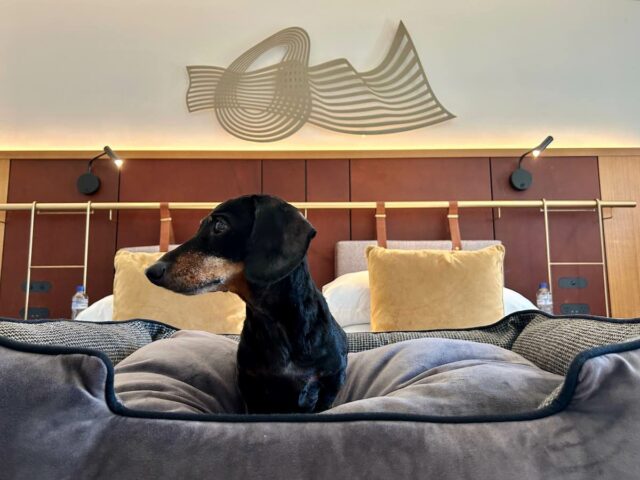 Pier One Dog-Friendly Room