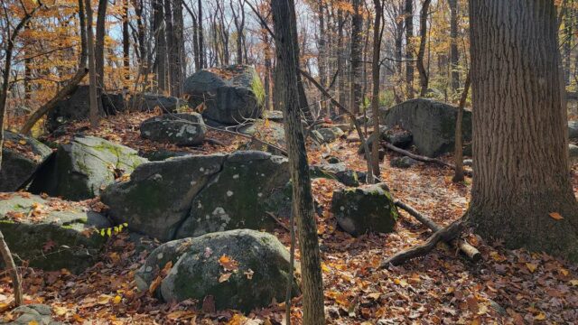 Dog Friendly Hikes Near Philadelphia - Sourland Mountain Preserve