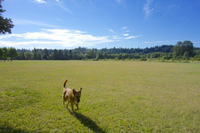 Minto Brown Island Dog Park Oregon