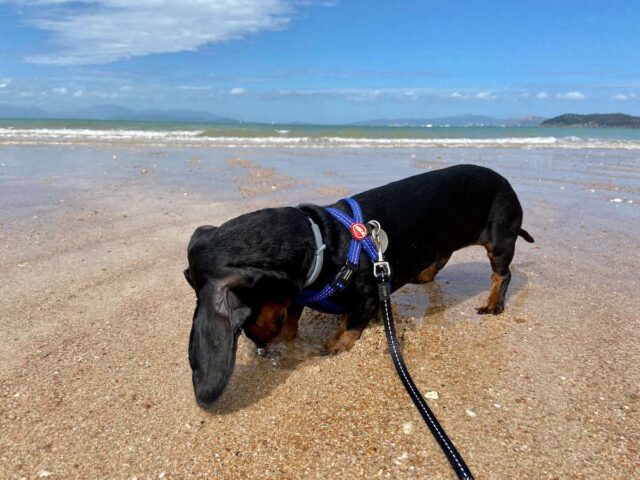 Dog Digging at Geoffrey Bay Magnetic Island