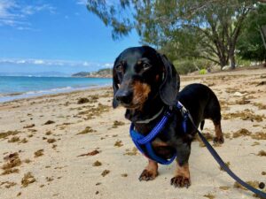 Dog-Friendly Magnetic Island