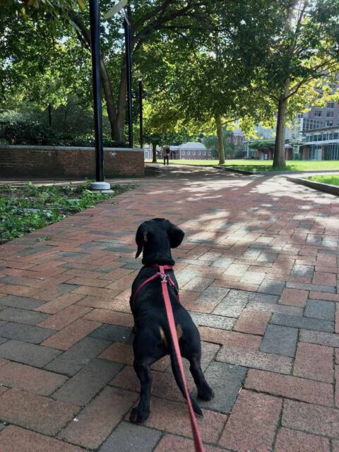 Dog in Indepdendence National Historical Park