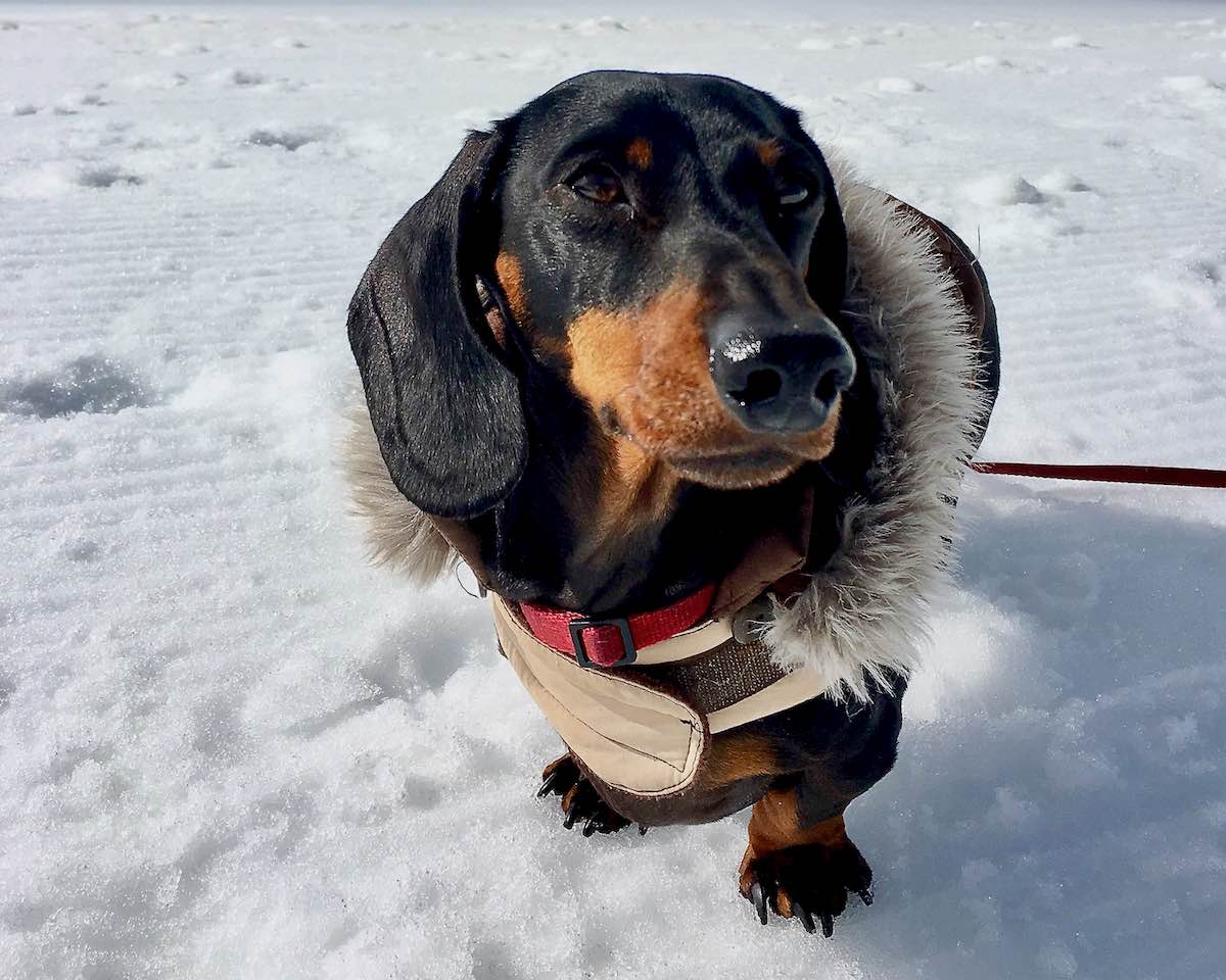 7 DogFriendly Snow Destinations in Australia Travelnuity