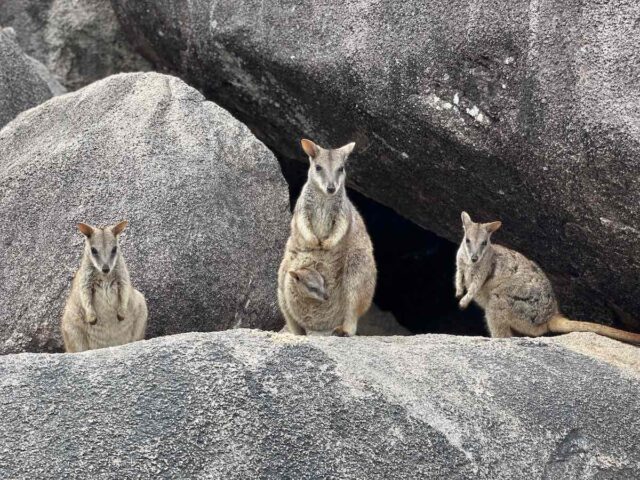 Magnetic Island Rock Wallabies