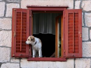 Dog-Friendly Croatia
