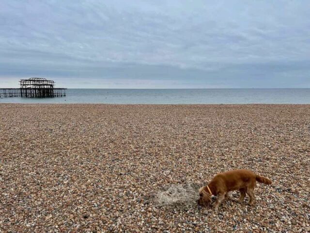 Brighton Dogs on Beach Winter