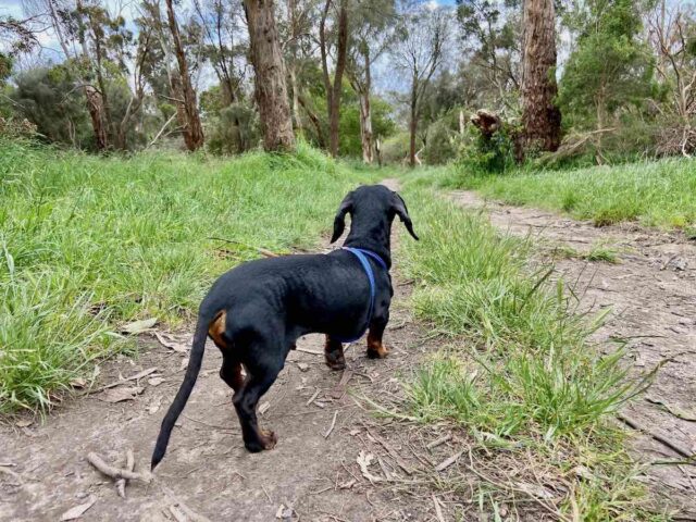 Briars Community Forest Walk