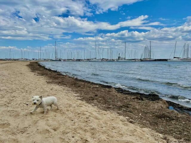 Brighton Sandown St Dog Beach with Dog