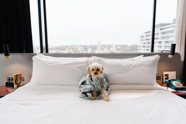 Hotel Indigo Sydney Potts Point with dog