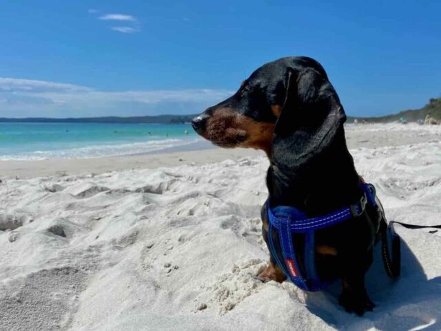 Hyams Beach with Dog