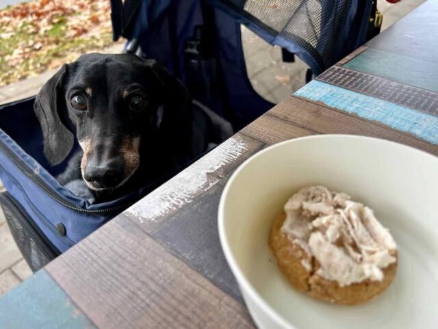 Stellas by the Lake Dog Menu