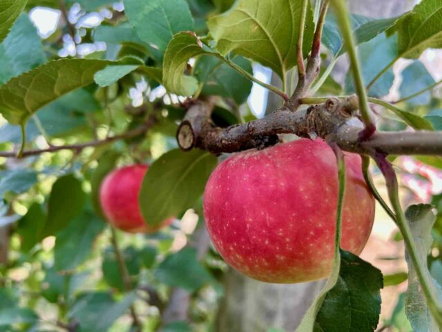 Apples at Nicoletti Orchards