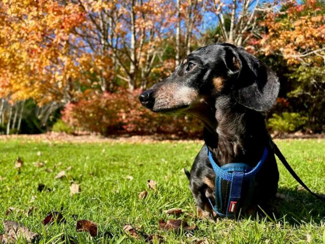 Dog-Friendly Southern Highlands
