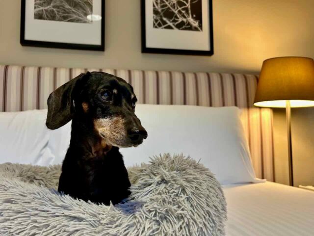 Peppers Craigieburn Bowral with Dog on Bed
