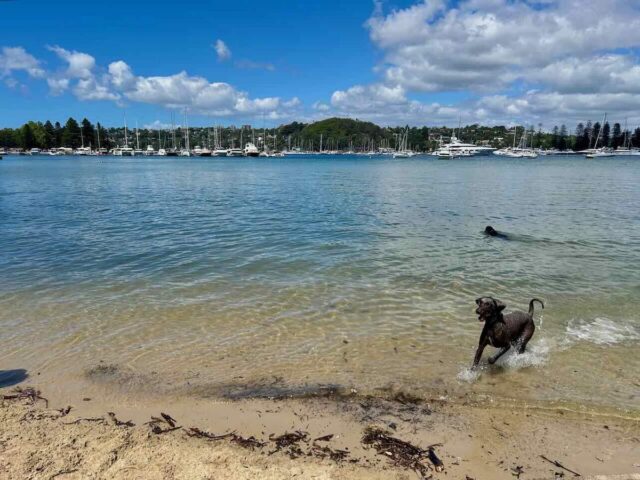 Sandy Bay Dog Beach at High Tide