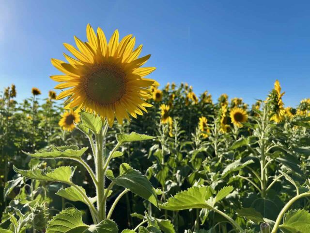 Sunflowers at Nicoletti Orchards