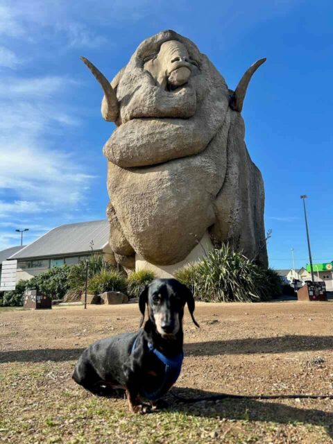 Big Merino with Schnitzel