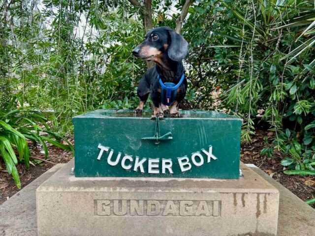 Dog on the Tucker Box with Schnitzel