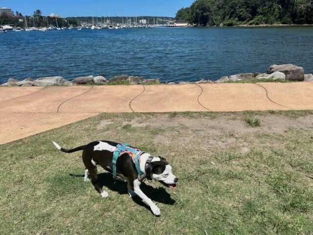 North Harbour Reserve with Dog