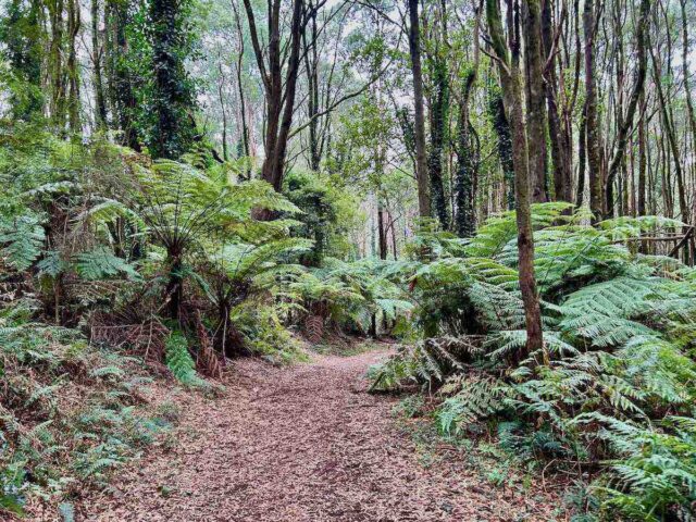 Dog-Friendly Dandenong Ranges