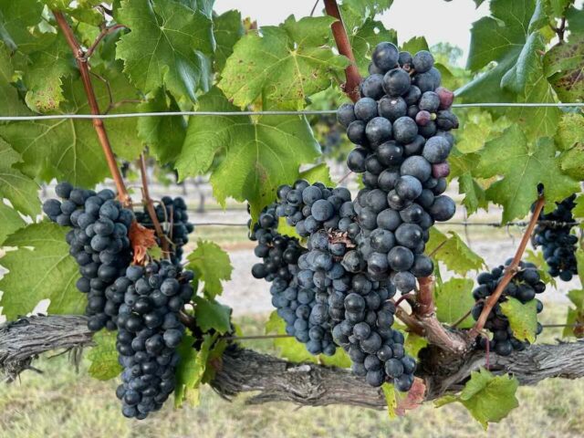 Dog-Friendly Wineries Granite Belt