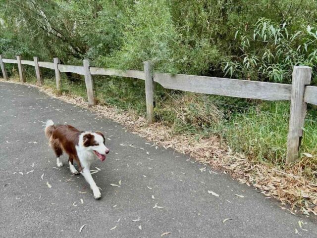 Finns Reserve Path with Dog